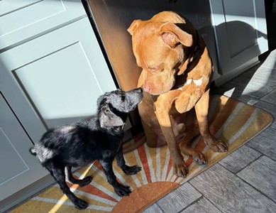 Mangy Puppy Dodges Euthanasia, Travels to Austin, Loves Cheese